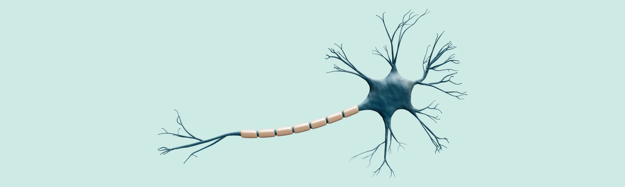 Illustration of a neuron with a blue cell body and many branching dendrites, connected to a long, segmented myelinated axon.