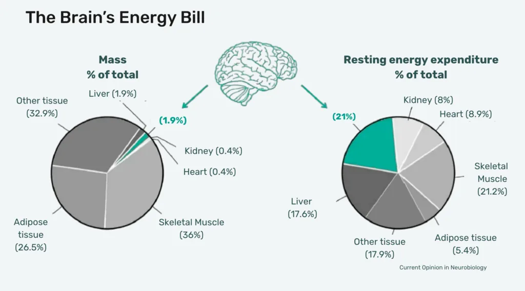 Infographic showing brain energy use: left pie of tissue mass, right pie of resting energy by tissue, brain icon in center.