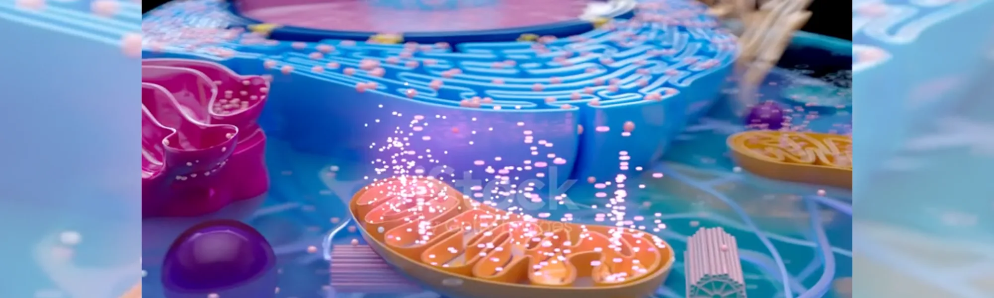 Targeting the Root Cause: Dr. Robert Lustig on Mitochondrial Health and a Different Approach to Supplementation