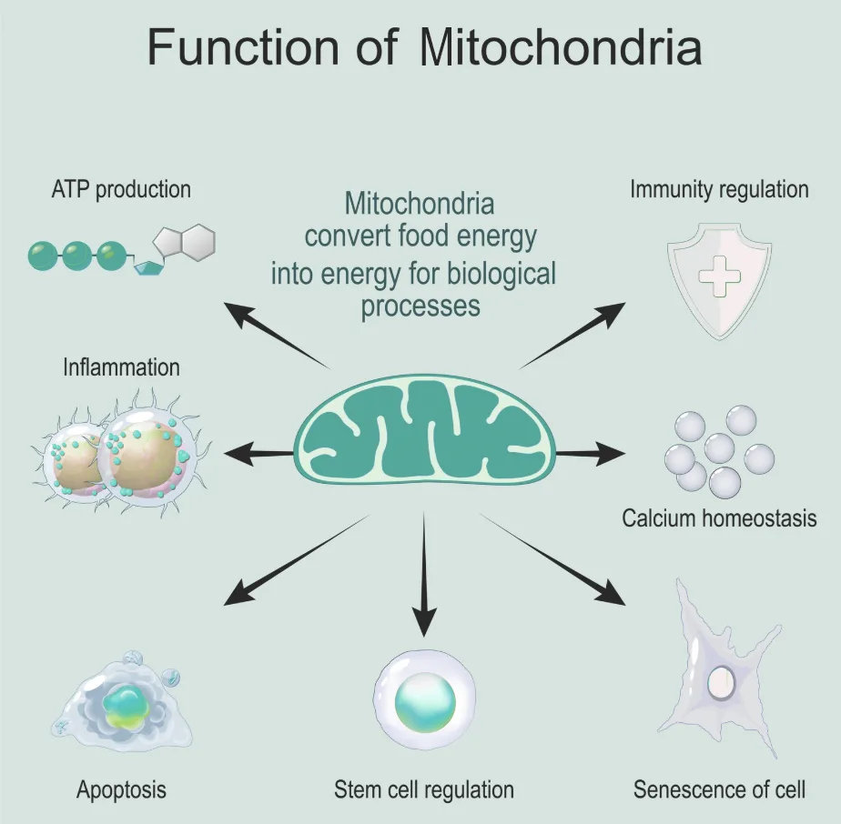 The Function of Mitochondria