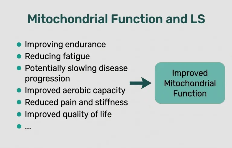 Mitochondrial Function